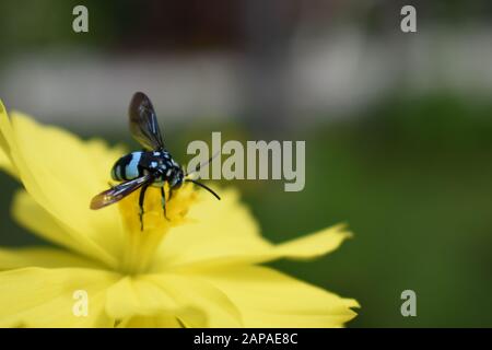 Une abeille au néon couckoo (Thyreus nitidulus) perchée sur une fleur de cosmos de soufre. Surakarta Indonésie. Banque D'Images