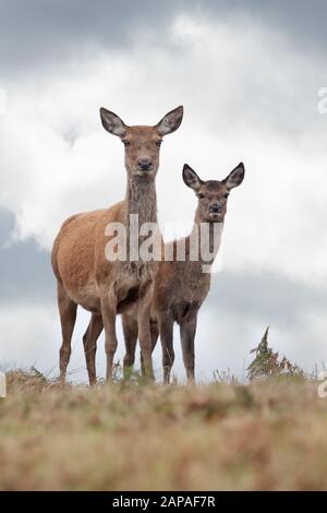 Hind et veau de Red Deer (Cervus elaphus) Banque D'Images