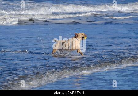 labrador chien courant dans la mer transportant le ballon dans la bouche, holkham beach, nord de norfolk, angleterre Banque D'Images