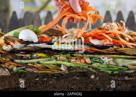 Main masculine ajoutant des peels de carotte à un tas de compost coloré composé de restes de cuisine pourrie Banque D'Images