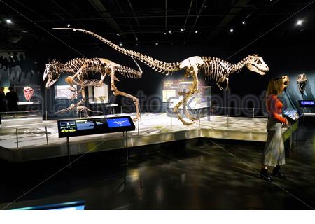 Édimbourg, Écosse, Royaume-Uni. 22 janvier 2020. L'exposition la plus complète jamais montée sur les tyrannosaures ne fera qu'une apparition européenne lorsqu'elle s'ouvrira au Musée National d'Ecosse à Edimbourg le 23 janvier 2020, jusqu'au 4 mai. Les Tyrannosaures exploreront les dinosaures les plus redoutés et les plus révérés, apportant les dernières découvertes paléontologiques à la vie et les idées préconçues difficiles sur ces prédateurs féroces. Crédit: Craig Brown/Alay Live News Banque D'Images