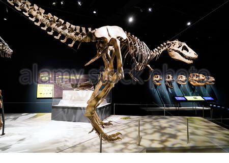 Édimbourg, Écosse, Royaume-Uni. 22 janvier 2020. L'exposition la plus complète jamais montée sur les tyrannosaures ne fera qu'une apparition européenne lorsqu'elle s'ouvrira au Musée National d'Ecosse à Edimbourg le 23 janvier 2020, jusqu'au 4 mai. Les Tyrannosaures exploreront les dinosaures les plus redoutés et les plus révérés, apportant les dernières découvertes paléontologiques à la vie et les idées préconçues difficiles sur ces prédateurs féroces. Crédit: Craig Brown/Alay Live News Banque D'Images