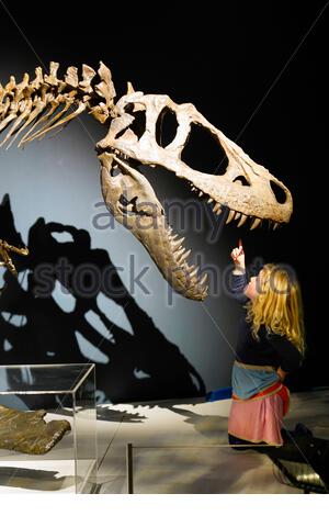 Édimbourg, Écosse, Royaume-Uni. 22 janvier 2020. L'exposition la plus complète jamais montée sur les tyrannosaures ne fera qu'une apparition européenne lorsqu'elle s'ouvrira au Musée National d'Ecosse à Edimbourg le 23 janvier 2020, jusqu'au 4 mai. Les Tyrannosaures exploreront les dinosaures les plus redoutés et les plus révérés, apportant les dernières découvertes paléontologiques à la vie et les idées préconçues difficiles sur ces prédateurs féroces. Les écoliers interagissent avec les tyrannosaures. Crédit: Craig Brown/Alay Live News Banque D'Images