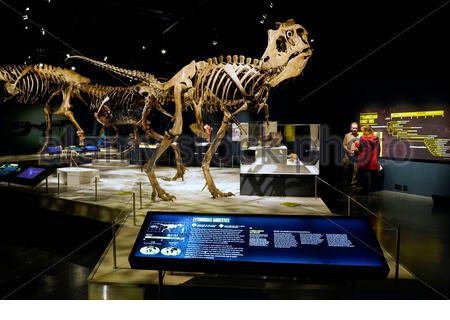 Édimbourg, Écosse, Royaume-Uni. 22 janvier 2020. L'exposition la plus complète jamais montée sur les tyrannosaures ne fera qu'une apparition européenne lorsqu'elle s'ouvrira au Musée National d'Ecosse à Edimbourg le 23 janvier 2020, jusqu'au 4 mai. Les Tyrannosaures exploreront les dinosaures les plus redoutés et les plus révérés, apportant les dernières découvertes paléontologiques à la vie et les idées préconçues difficiles sur ces prédateurs féroces. Crédit: Craig Brown/Alay Live News Banque D'Images