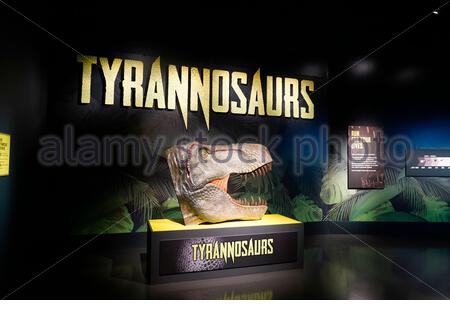 Édimbourg, Écosse, Royaume-Uni. 22 janvier 2020. L'exposition la plus complète jamais montée sur les tyrannosaures ne fera qu'une apparition européenne lorsqu'elle s'ouvrira au Musée National d'Ecosse à Edimbourg le 23 janvier 2020, jusqu'au 4 mai. Les Tyrannosaures exploreront les dinosaures les plus redoutés et les plus révérés, apportant les dernières découvertes paléontologiques à la vie et les idées préconçues difficiles sur ces prédateurs féroces. Crédit: Craig Brown/Alay Live News Banque D'Images