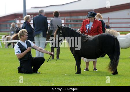 Shetland Pony Festival et Breed show qui a eu lieu à Shetland en 2009 Banque D'Images