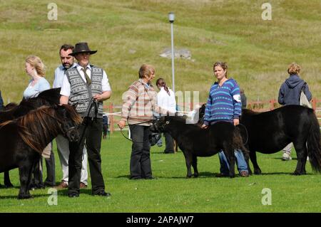 Shetland Pony Festival et Breed show qui a eu lieu à Shetland en 2009 Banque D'Images