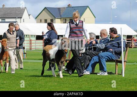 Shetland Pony Festival et Breed show qui a eu lieu à Shetland en 2009 Banque D'Images