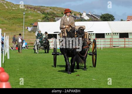 Shetland Pony Festival et Breed show qui a eu lieu à Shetland en 2009 Banque D'Images