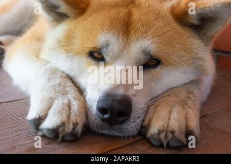 Gros portrait du jeune chien Akita inu allongé seul sur un sol carrelé Banque D'Images