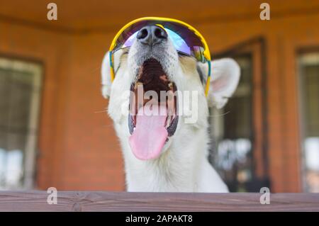 Portrait de chien de race croisée blanc dans des lunettes de soleil de caméléon s'ébarrant tout en gardant sa maison s'épluchant de la clôture Banque D'Images