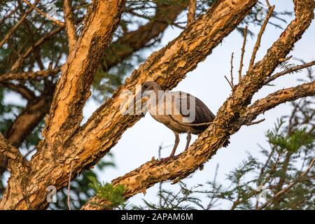 Hadada ibis (Bostrychia hagedash) sur un arbre dans la lumière du matin, Afrique du Sud Banque D'Images