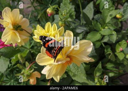 Papillon britannique en automne, un amiral rouge (vanessa atalanta) reposant sur une dahlia jaune dans un jardin domestique Banque D'Images