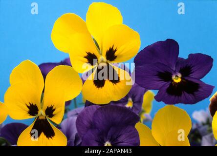 violettes de pansy jaunes et lilas sur fond bleu Banque D'Images