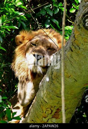 Le lion masculin grimpant dans les arbres se trouve sur une branche qui bénéficie de la lumière du soleil dans le secteur d'Ishasha, dans le parc national de la Reine Elizabeth, en Ouganda Banque D'Images