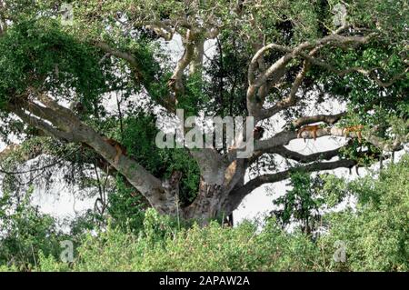 Toute une fierté des lions d'escalade d'arbres repose sur les branches de cet arbre d'acacia dans le secteur d'Ishasha, parc national de la Reine Elizabeth, Ouganda Banque D'Images