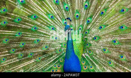 Paon fier. Oiseau lumineux avec beau plumage, teintes vertes. Banque D'Images
