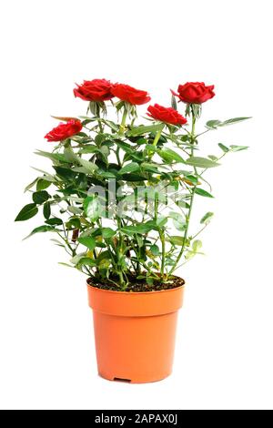 Roses rouges dans un pot isolé sur fond blanc Banque D'Images