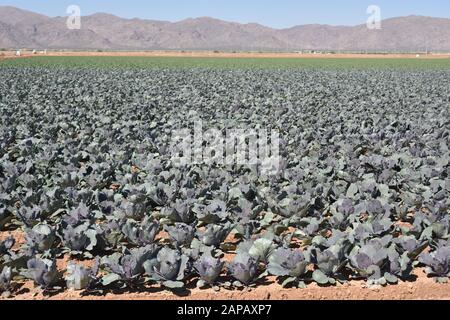 Tolleson, AZ., États-Unis 7 mars 2019. Chou vert Arizona prêt à la récolte. Banque D'Images