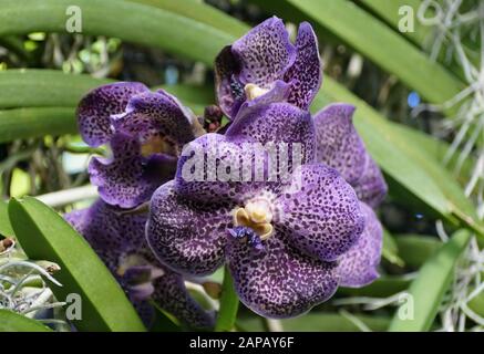 Belles Fleurs D'Orchidées Bleues De Vanda Sansai Banque D'Images