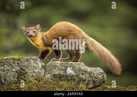 European Pine Marten dans la forêt de pins sur des rochers Banque D'Images