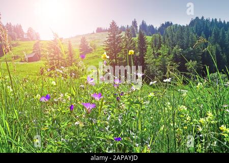Champ avec différentes herbes et fleurs sur la montagne, Suisse. Banque D'Images