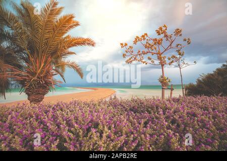 Paysage de nature tropicale. Palmiers sur la plage de la mer Morte dans un coucher de soleil spectaculaire. Le littoral avec des plantes tropicales Banque D'Images