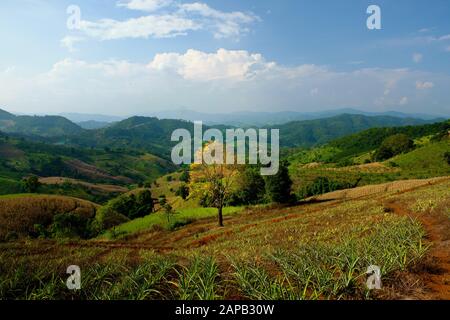 Collines ondulantes, couleurs vives et un beau arbre au milieu de l'image. Banque D'Images