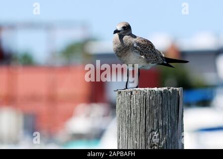 Un mouette se tient sur les quais. Maisons floues en arrière-plan Banque D'Images