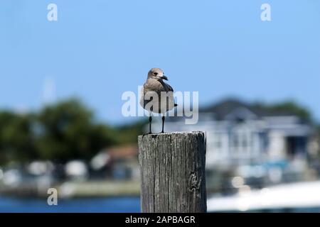 Seagull debout sur une jetée avec de l'eau et des maisons floues en arrière-plan Banque D'Images