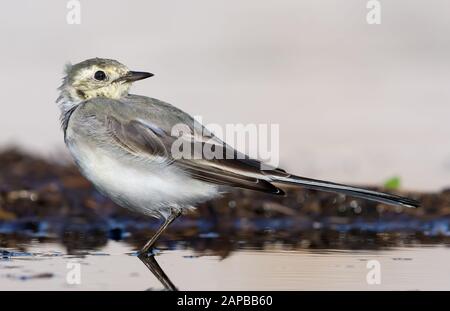 Femelle White Wagtail se posant sur la rive du lac en journée ensoleillée, portant un plumage d'automne ou d'hiver Banque D'Images