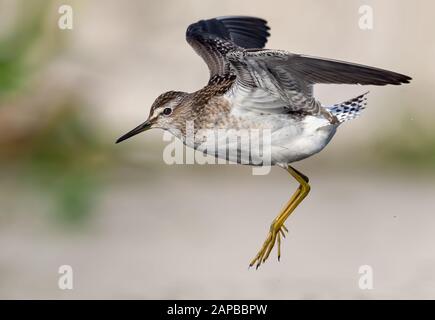 Tir à distance proche de Wood Sandpiper volant avec ailes levées et jambes abaissées Banque D'Images