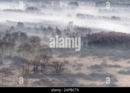 Un matin spectaculaire dans la forêt brumeuse Banque D'Images
