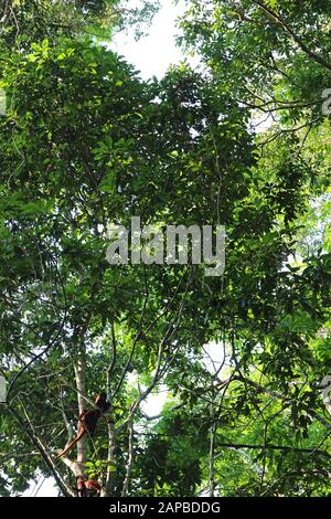 Deux Monkeys de l'Howler rouge dans le couvert arboré de la forêt tropicale amazonienne de Tambopata, au Pérou Banque D'Images