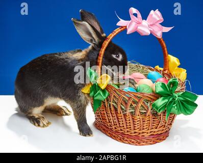 Le lapin regarde dans le panier avec des œufs de Pâques Banque D'Images