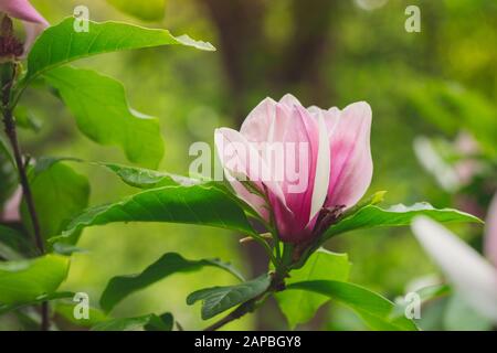 Gros Plan De Mulan Magnolia Tree Flower, Magnolia Liiflora, Horizontal Banque D'Images