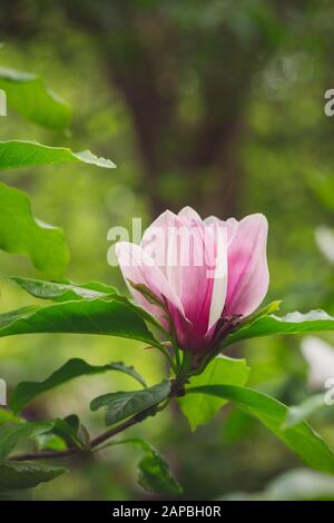 Gros Plan De Mulan Magnolia Tree Flower, Magnolia Liiflora, Vertical Banque D'Images