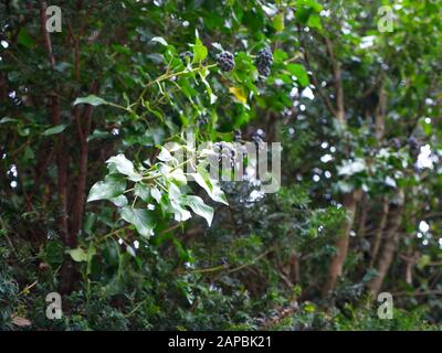 A Winter Wonderland of Hedgerow dans les Lanes de la campagne anglaise entourant Winchester, Hampshire, Angleterre. La belle diversité de la couleur d'hiver Banque D'Images