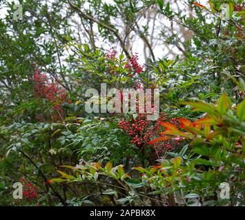 A Winter Wonderland of Hedgerow dans les Lanes de la campagne anglaise entourant Winchester, Hampshire, Angleterre. La belle diversité de la couleur d'hiver Banque D'Images