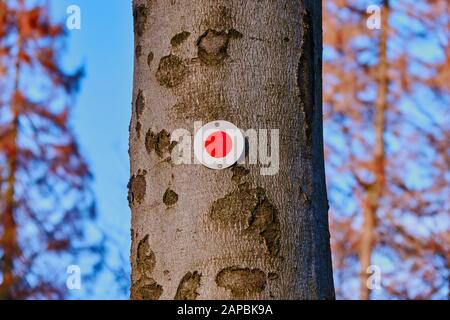 Point rouge sur un tronc d'arbre pour marquer le cours d'un sentier de randonnée, marquage typiquement allemand pour que les randonneurs trouvent le bon chemin Banque D'Images