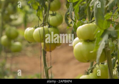 Plantation de tomates de la ferme.solanum lycopersicum gros plan dans un champ agricole en République dominicaine Banque D'Images