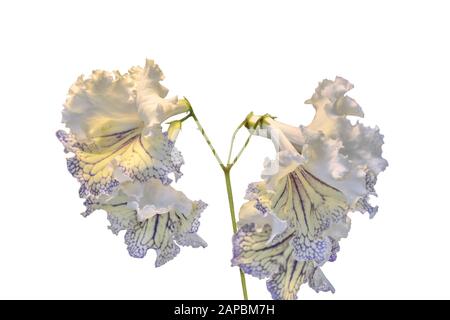 Incroyable fleurs de streptocarpus blanc-jaune se rapprochez sur fond blanc isolé. Fleurs douces élégantes avec bords en relief de pétales et stri violet Banque D'Images