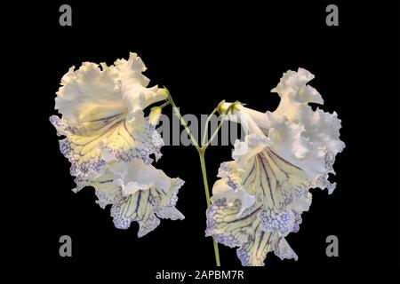 Incroyable streptocarpus blanc-jaune fleurs se rapprochez sur fond noir isolé. Fleurs douces élégantes avec bords en relief de pétales et stri violet Banque D'Images