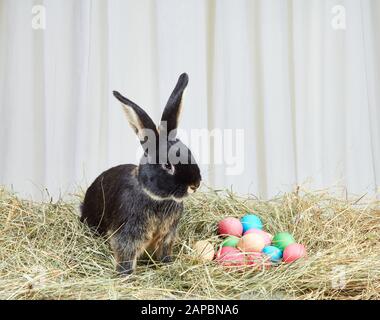 Sur le lapin de foin et les œufs de Pâques Banque D'Images