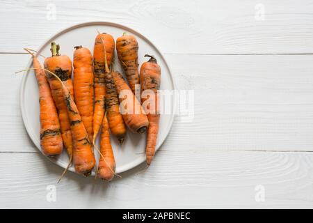 La carotte organique laid mangée par les ravageurs, gâtée, mal cultivée sur le blanc. Espace pour le texte. Concept de légumes naturels. Protéger contre les ravageurs du jardin. Banque D'Images