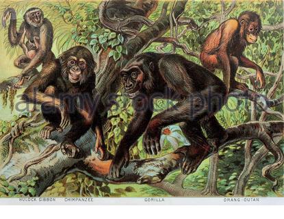 Hulock Gibbon, Chimpanzé, Gorilla, Orangutans, illustration lithographique de couleur vintage à partir de 1880 Banque D'Images