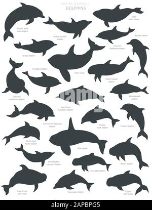 Des silhouettes de dauphins. Collection de mammifères marins. Motif plat de style dessin animé. Illustration vectorielle Illustration de Vecteur