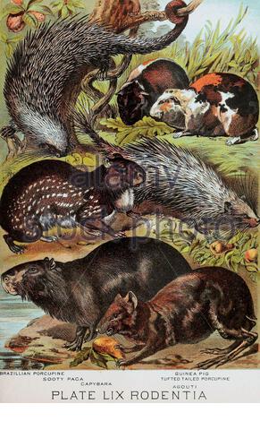 Porc-épic brésilien, Sooty Paga, Capybara, cobaye, porc-épicine à queue touffée, Agouti, illustration lithographique de couleur vintage à partir de 1880 Banque D'Images
