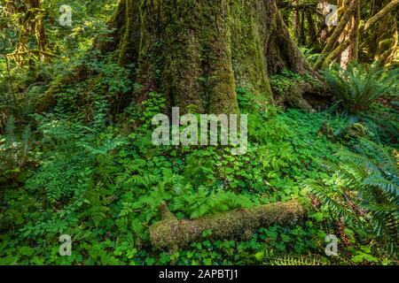 Un beau vieux tronc d'arbre couverts de mousse et d'Oxalis, Hoh Rain Forest, Olympic National Park, Washington, USA. Banque D'Images