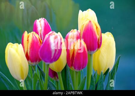 Gros plan de fleurs de tulipes colorées Banque D'Images